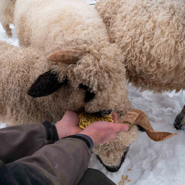 Futter für Schafe & Ziegen