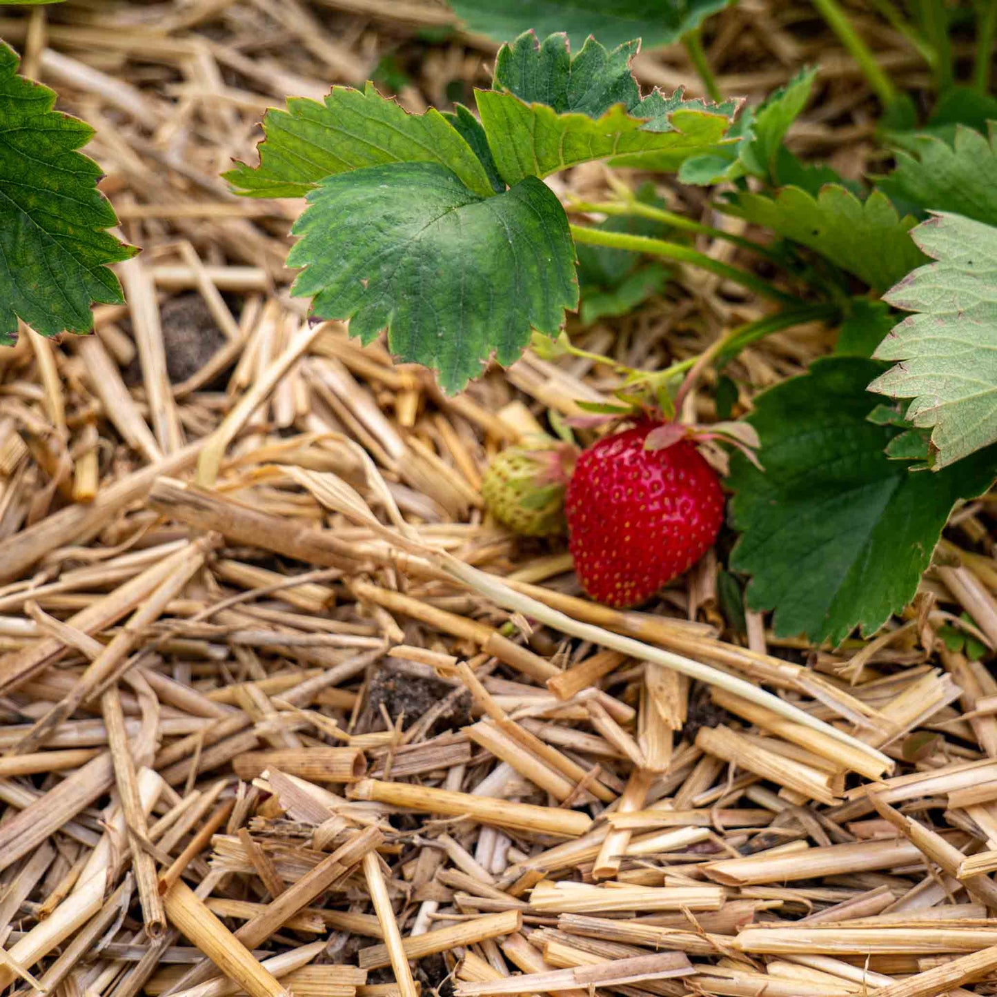 Strohmulch / Mulch für den Garten
