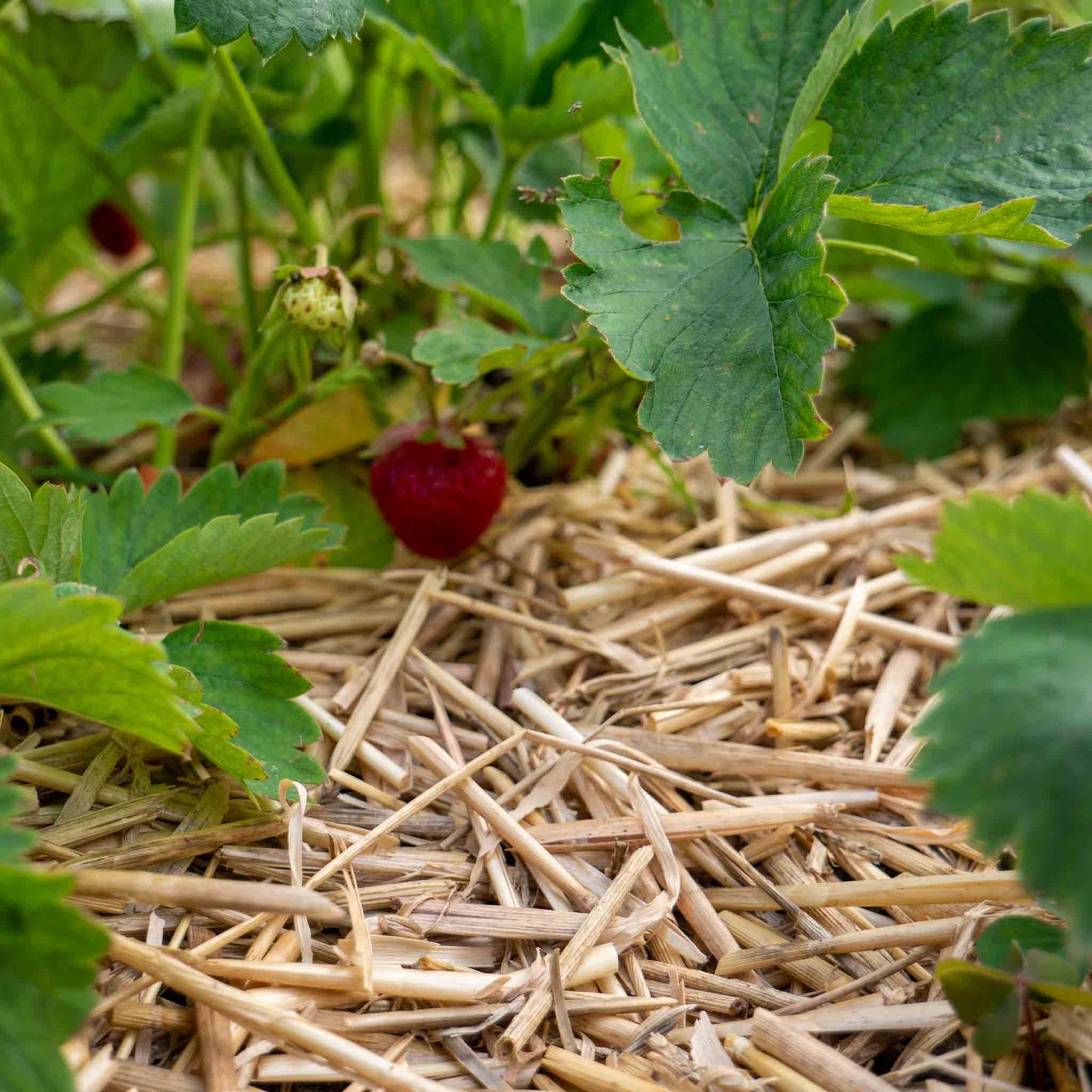Strohmulch / Mulch für den Garten