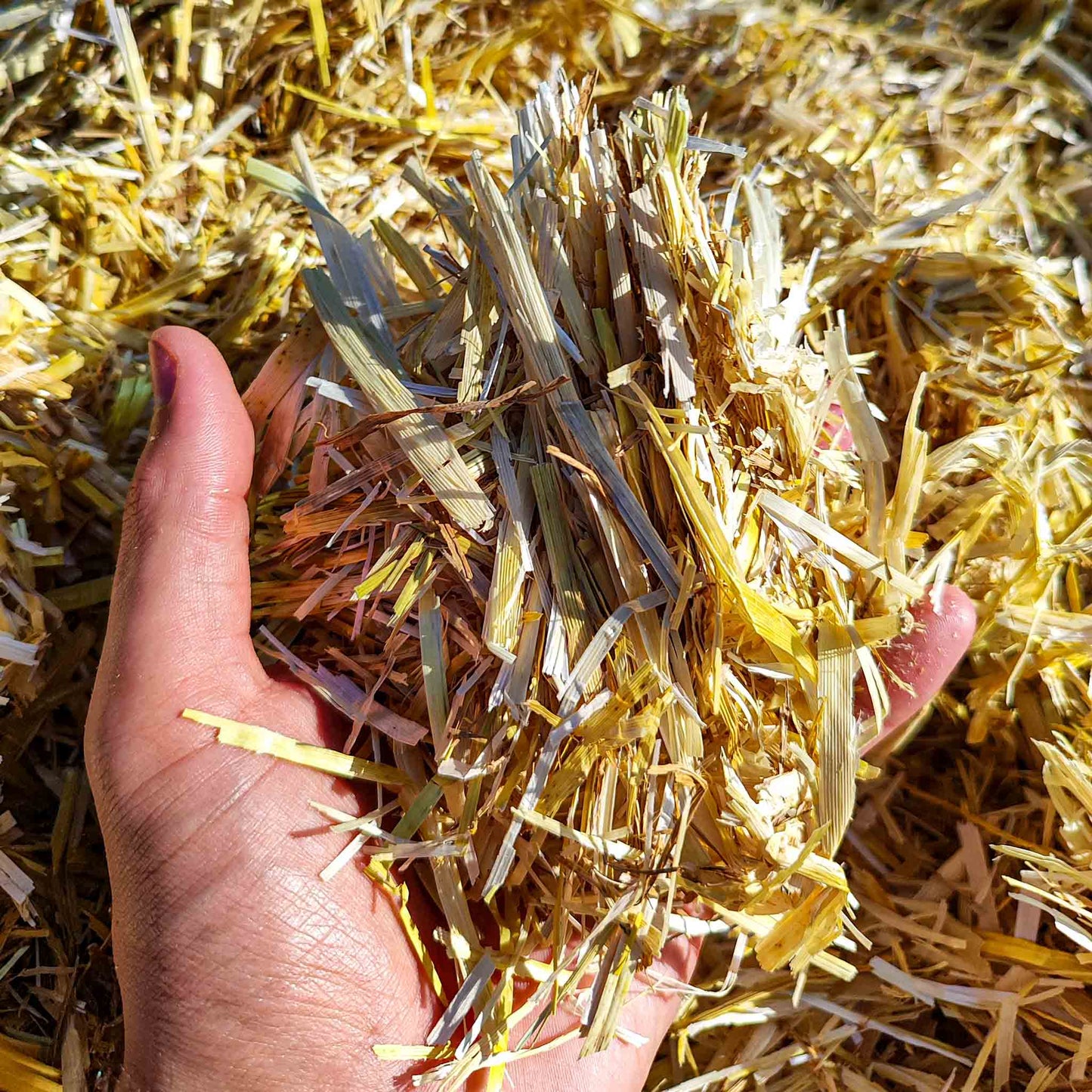 Strohmulch / Mulch für den Garten