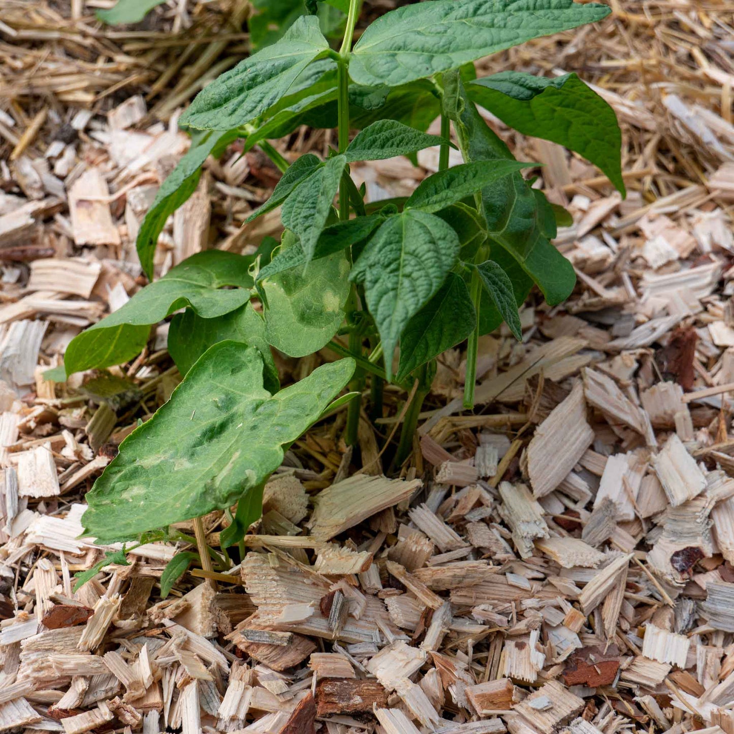 Mulch für alle Gemüsearten