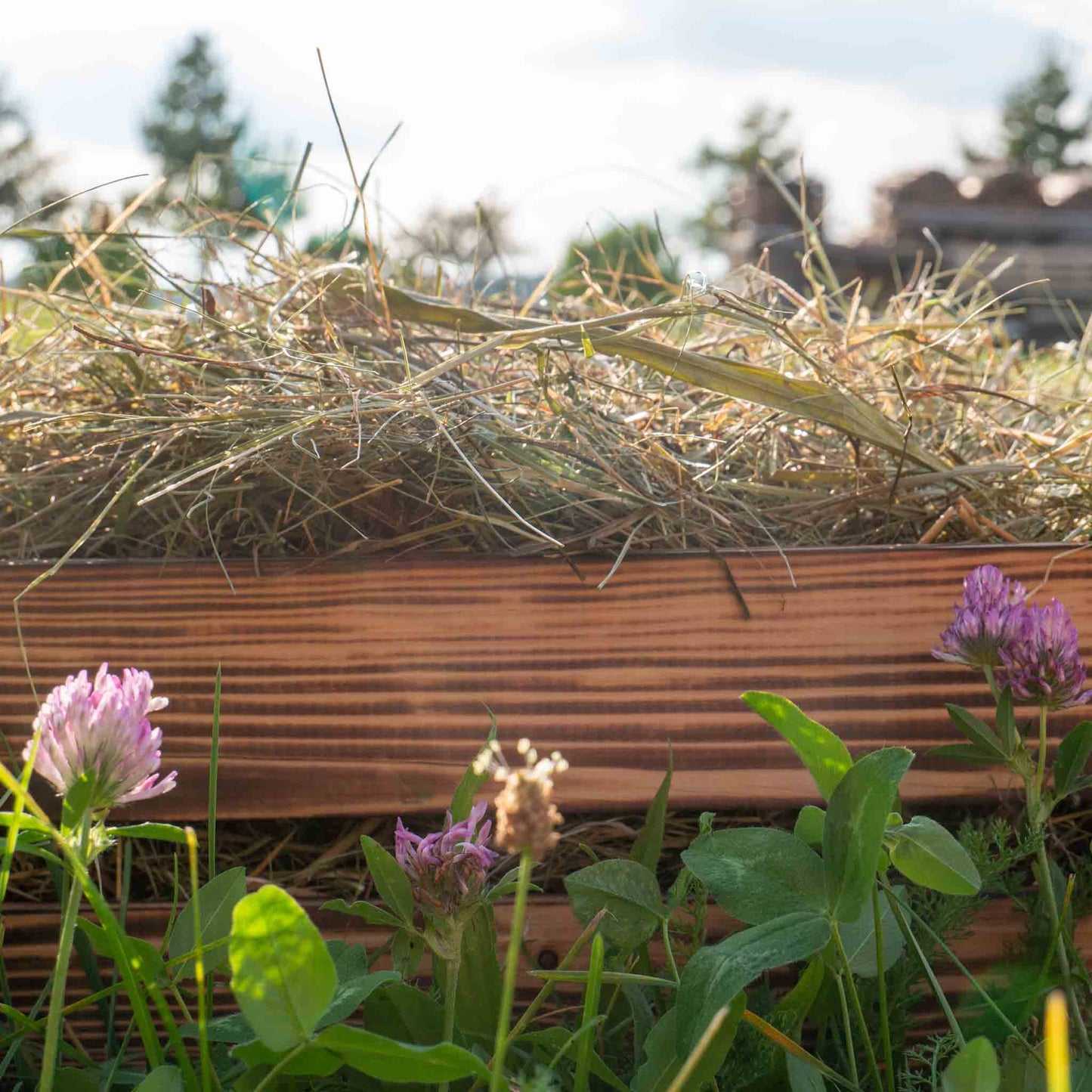Wiesengut Premium Kräuterheu – Naturbelassenes Heu mit duftenden Kräutern für Kleintiere und Haustiere
