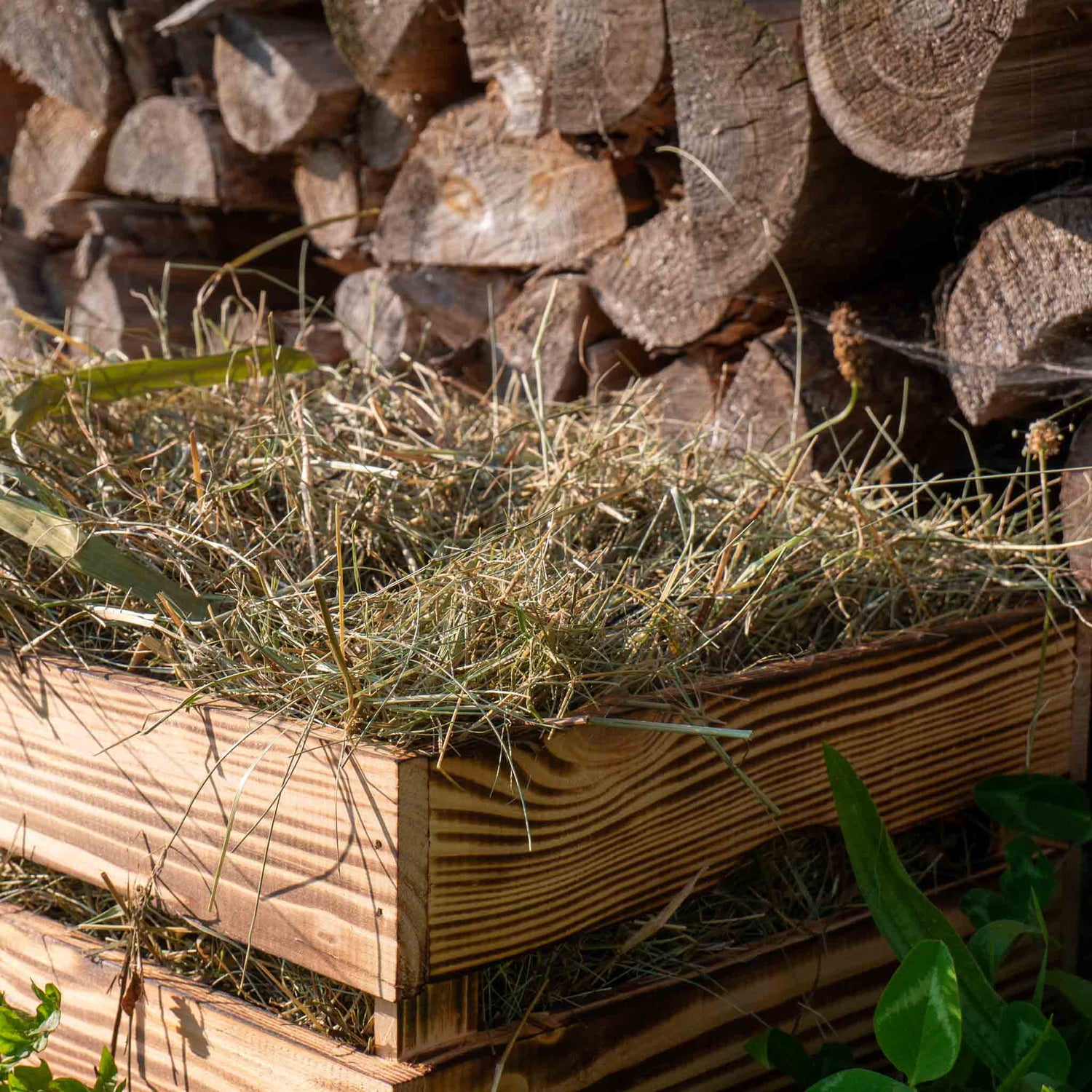 Heu für Kleintiere wie Meerschweinchen, Kaninchen