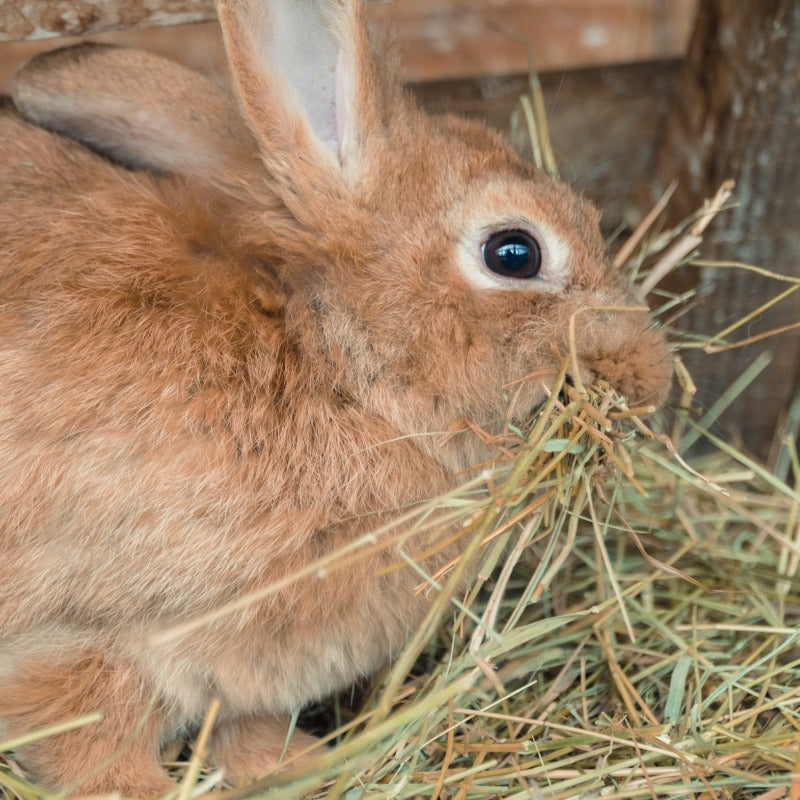 Naturbelassenes Kräuterheu von Wiesengut für Kaninchen – nährstoffreich und frisch