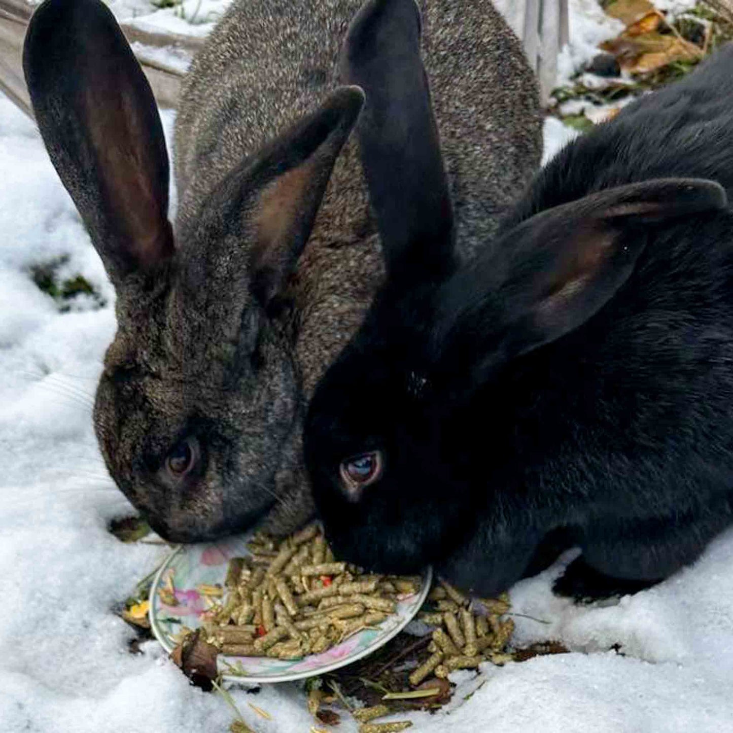 Pellets aus Kräuterheu für Kaninchen