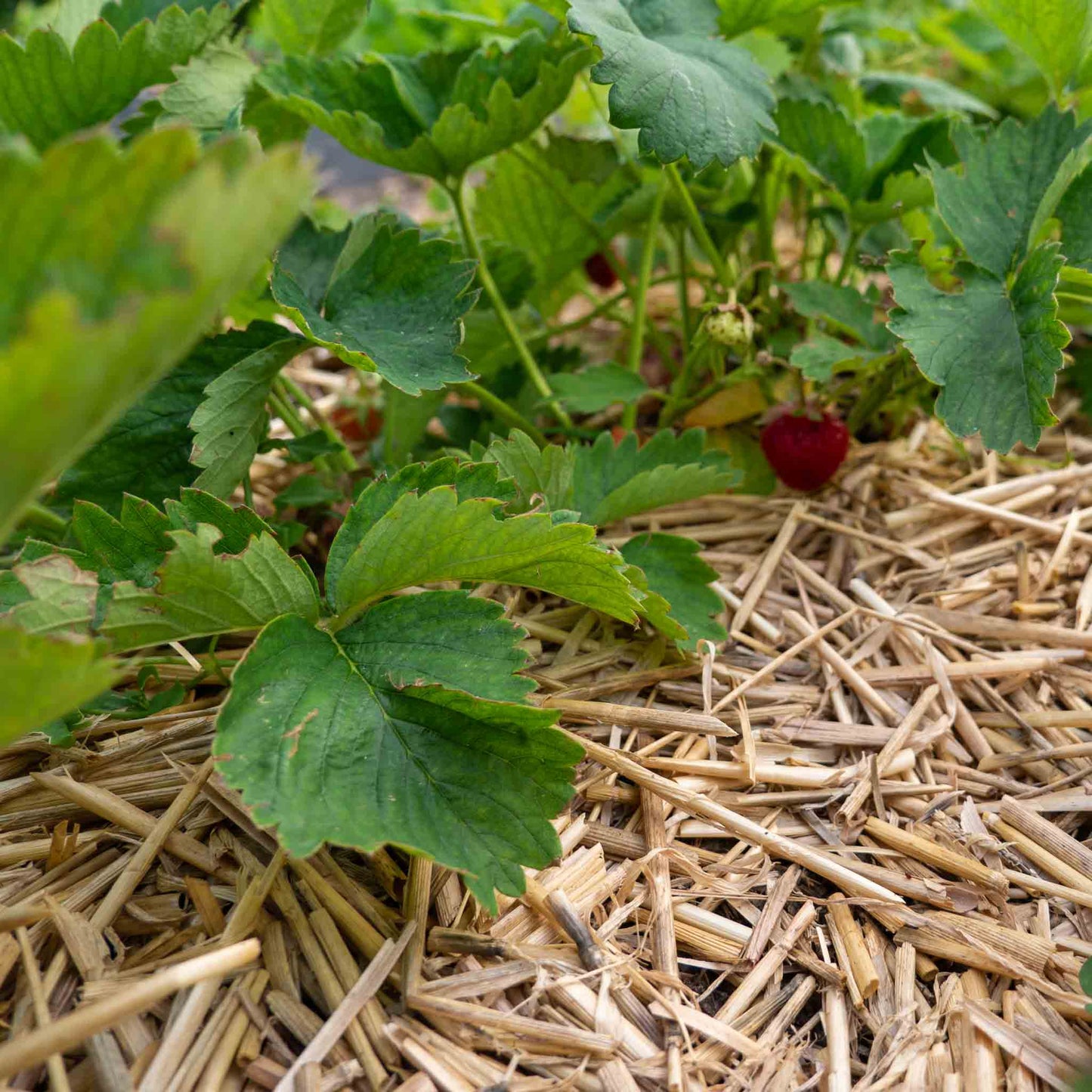 Strohmulch / Mulch für den Garten