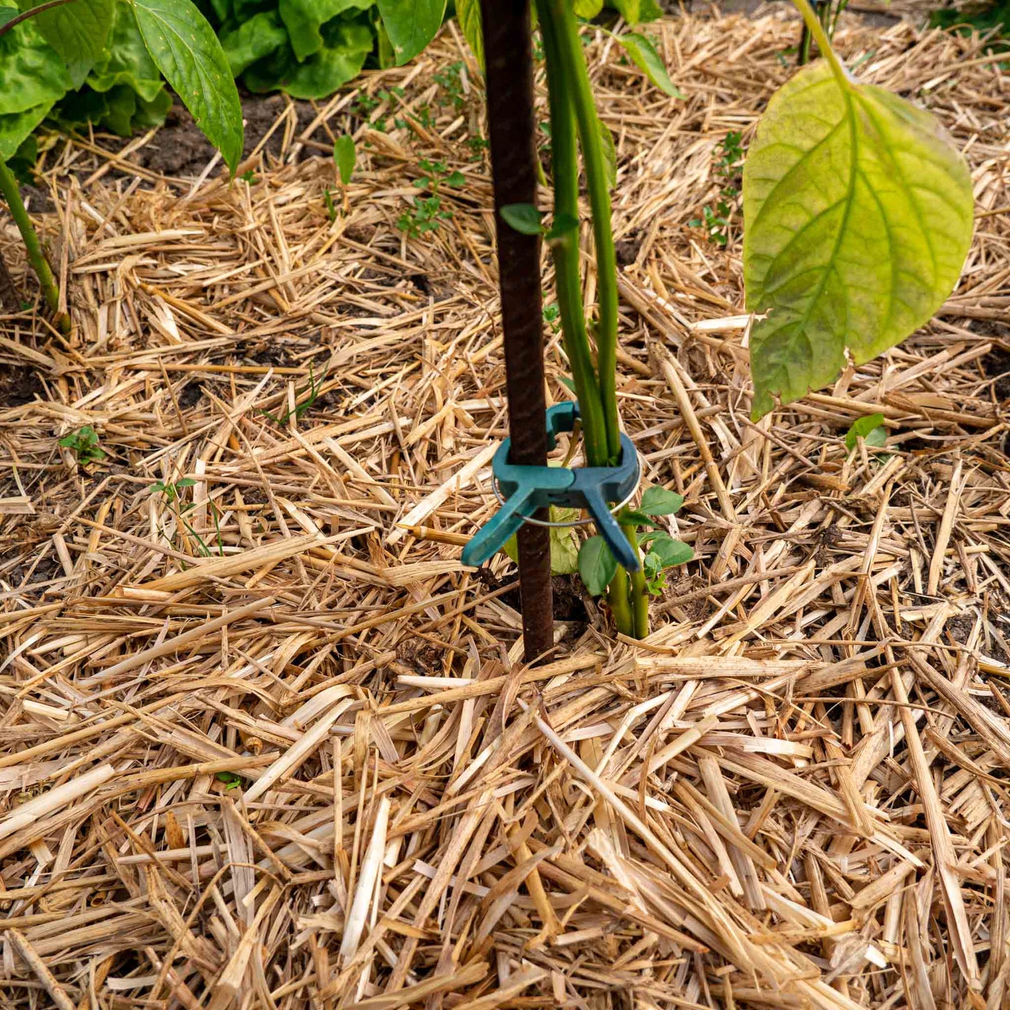 Strohmulch / Mulch für den Garten