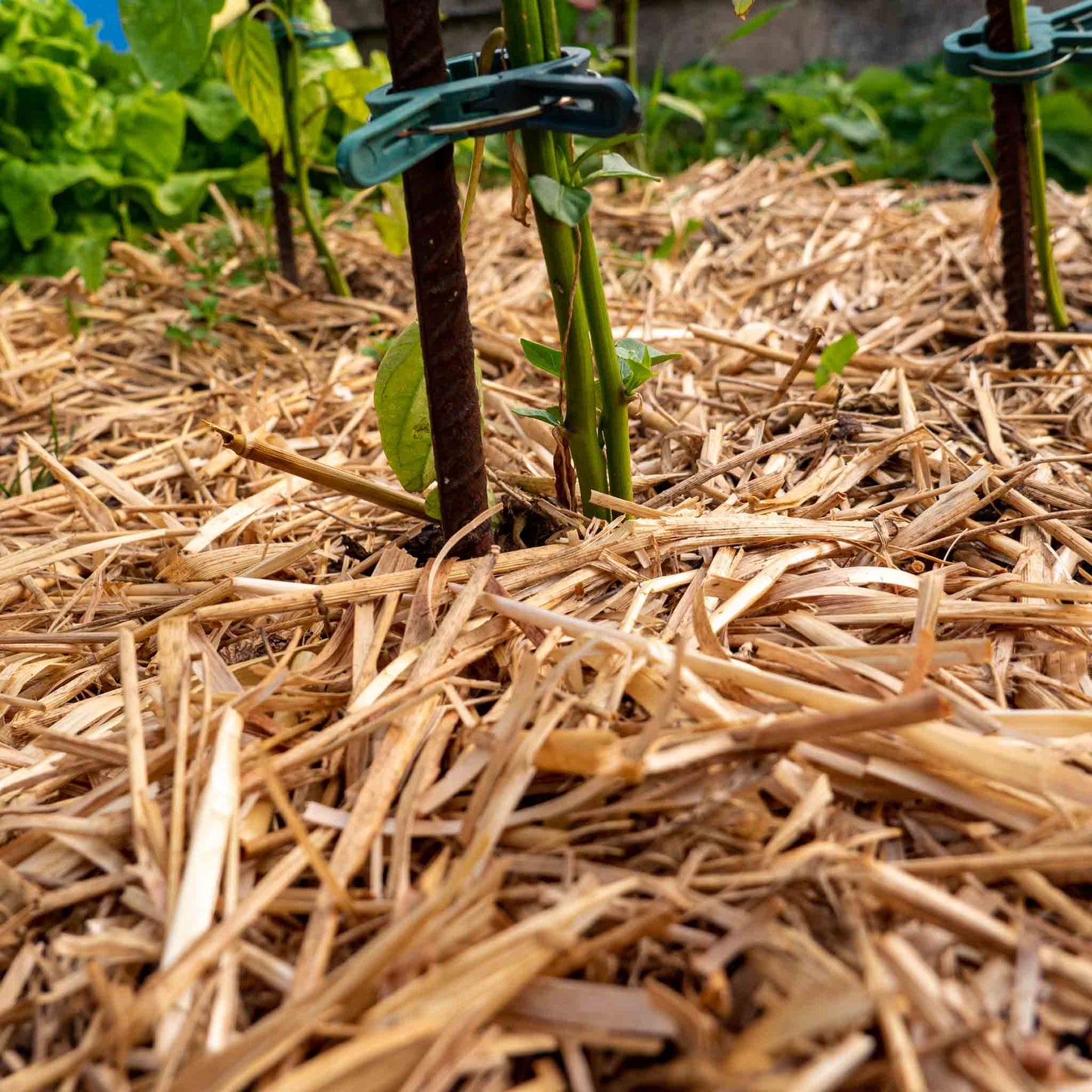 Strohmulch / Mulch für den Garten