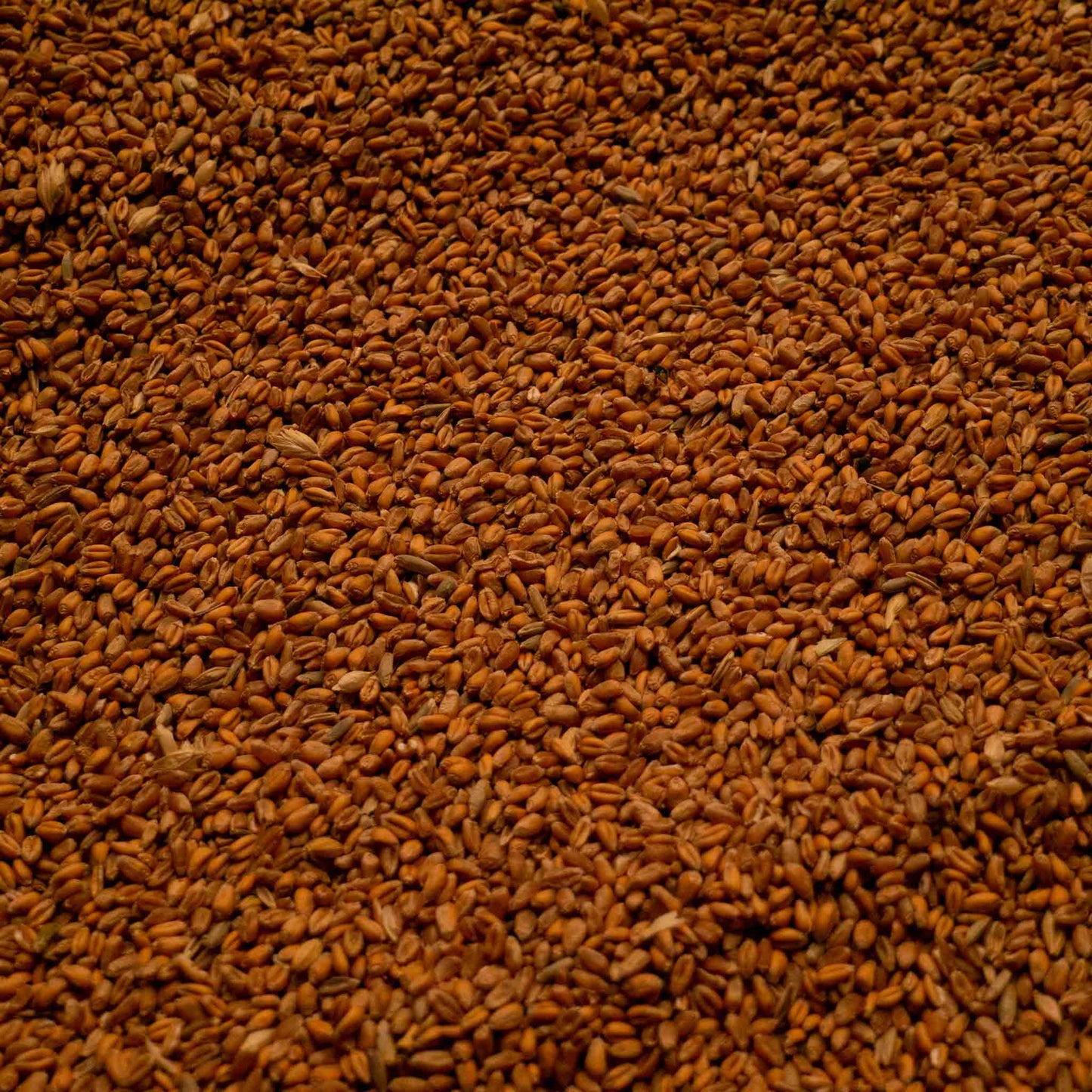 natürlicher Weizen für Hühner