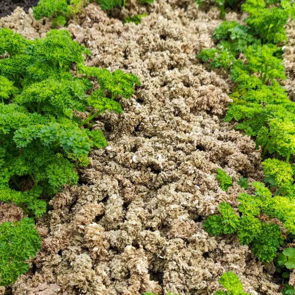 Gartenmulchpellets verteilt auf Blumenbeet zur Unkrautunterdrückung und Feuchtigkeitsspeicherung