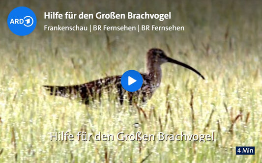 "Hilfe für den Großen Brachvogel" - Frankenschau