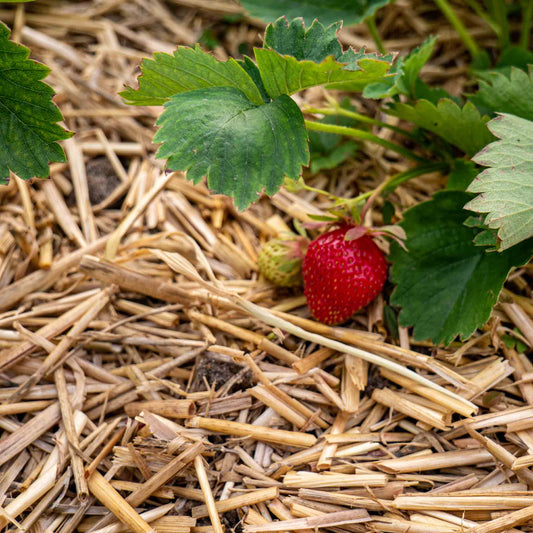 Erdbeeren mulchen mit Stroh: Für eine saubere Ernte und gesunde Böden