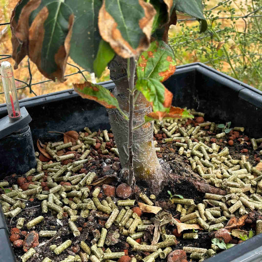 Strohmulch vs. Heumulch-Pellets: Welche Mulchlösung passt zu deinem Garten?