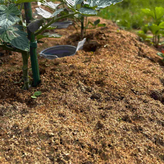 Tomaten mulchen im Hochsommer: Gleichmäßige Feuchte