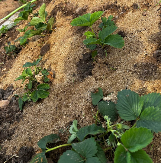 Gemüsebeet mit Mulch als Hitzeschutz im Sommer