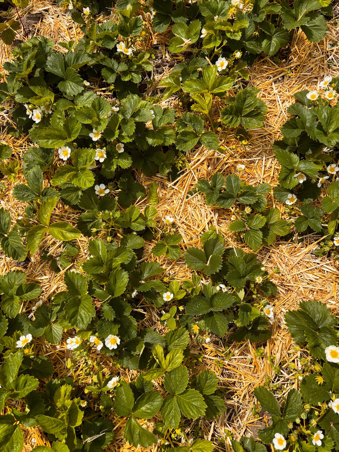 Heumulch oder Strohmulch: Welcher Mulch passt zu welchem Beet?