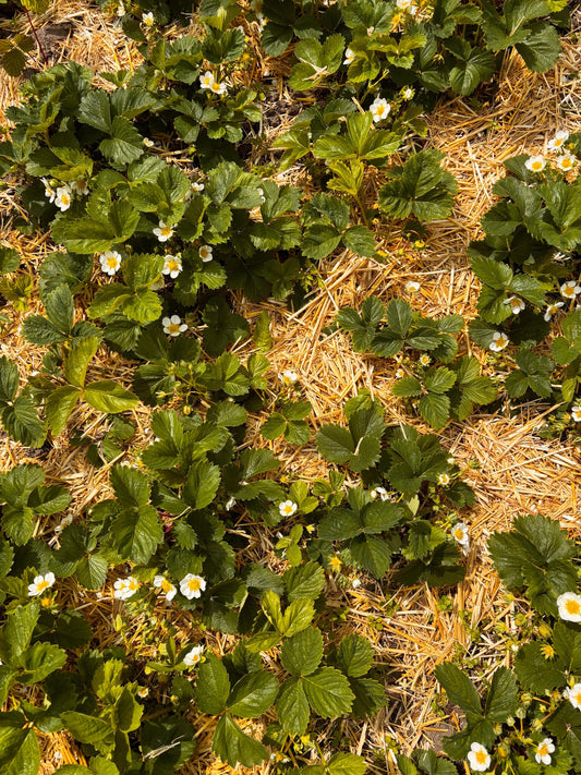 Heumulch oder Strohmulch: Welcher Mulch passt zu welchem Beet?