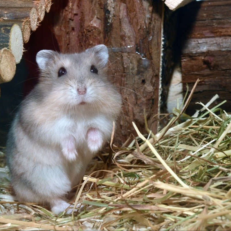 Unsere Produkte für deinen Hamster - WIESENGUT