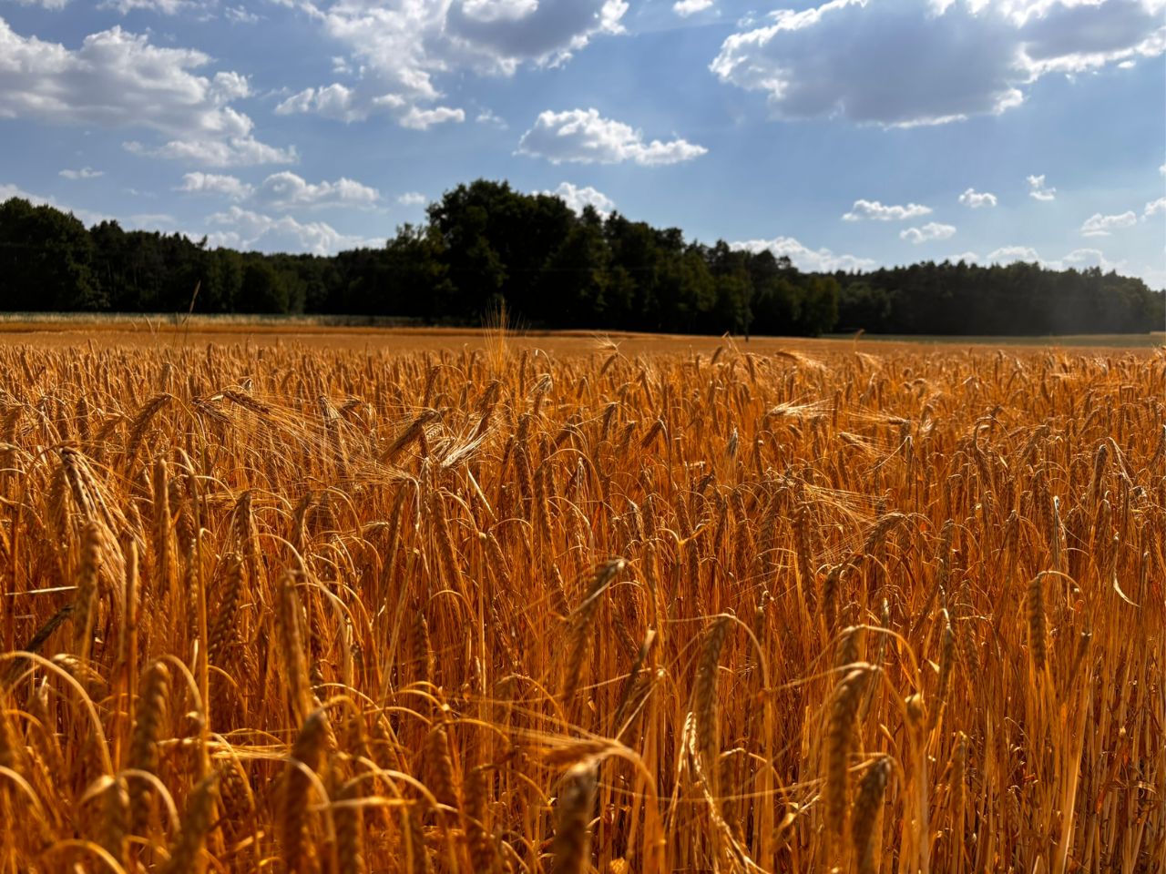 Reifes Getreidefeld im Fränkischen Seenland kurz vor der Ernte