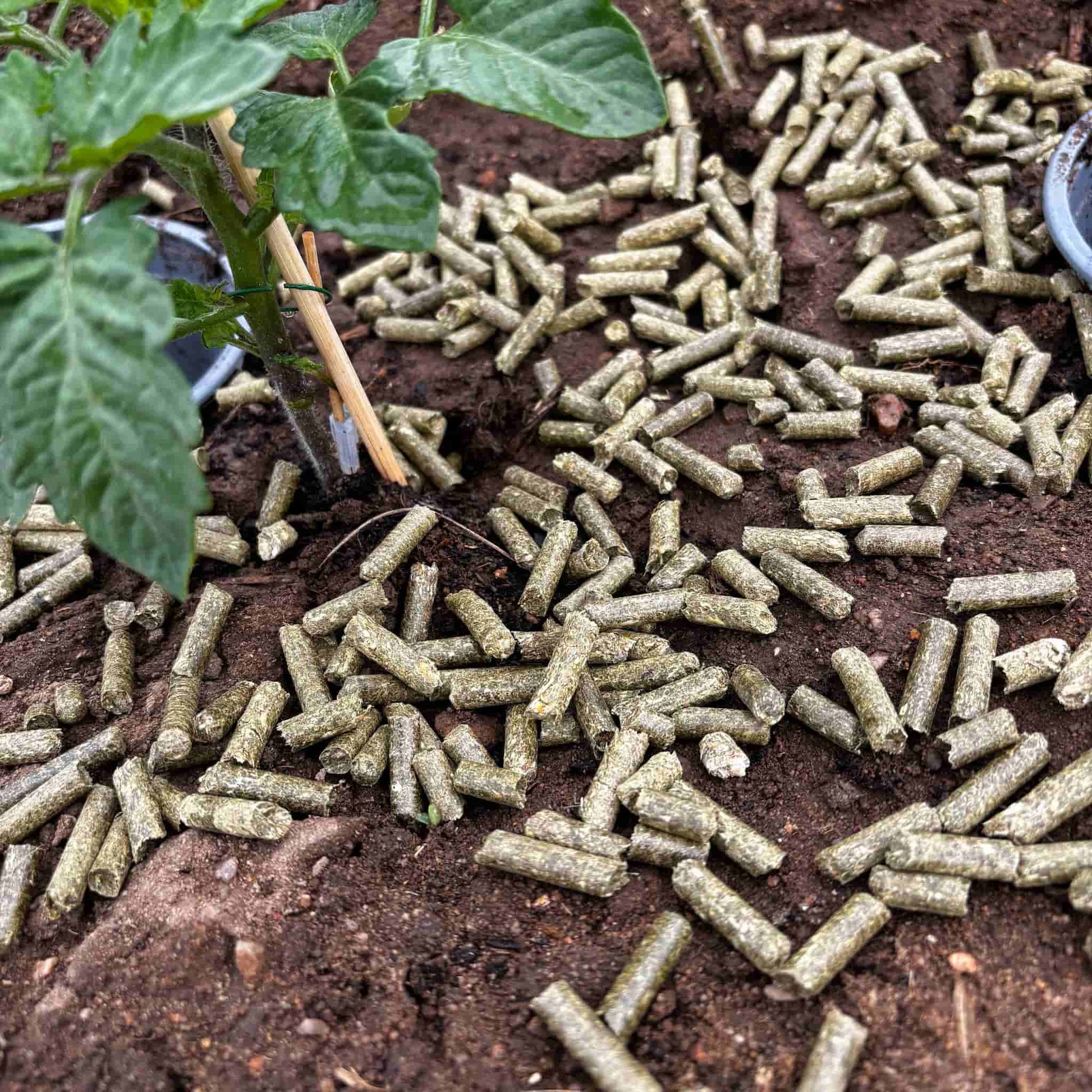 Die Gartenpellets können einfach ausgestreut werden und bilden eine schöne Mulchschicht bei Tomaten