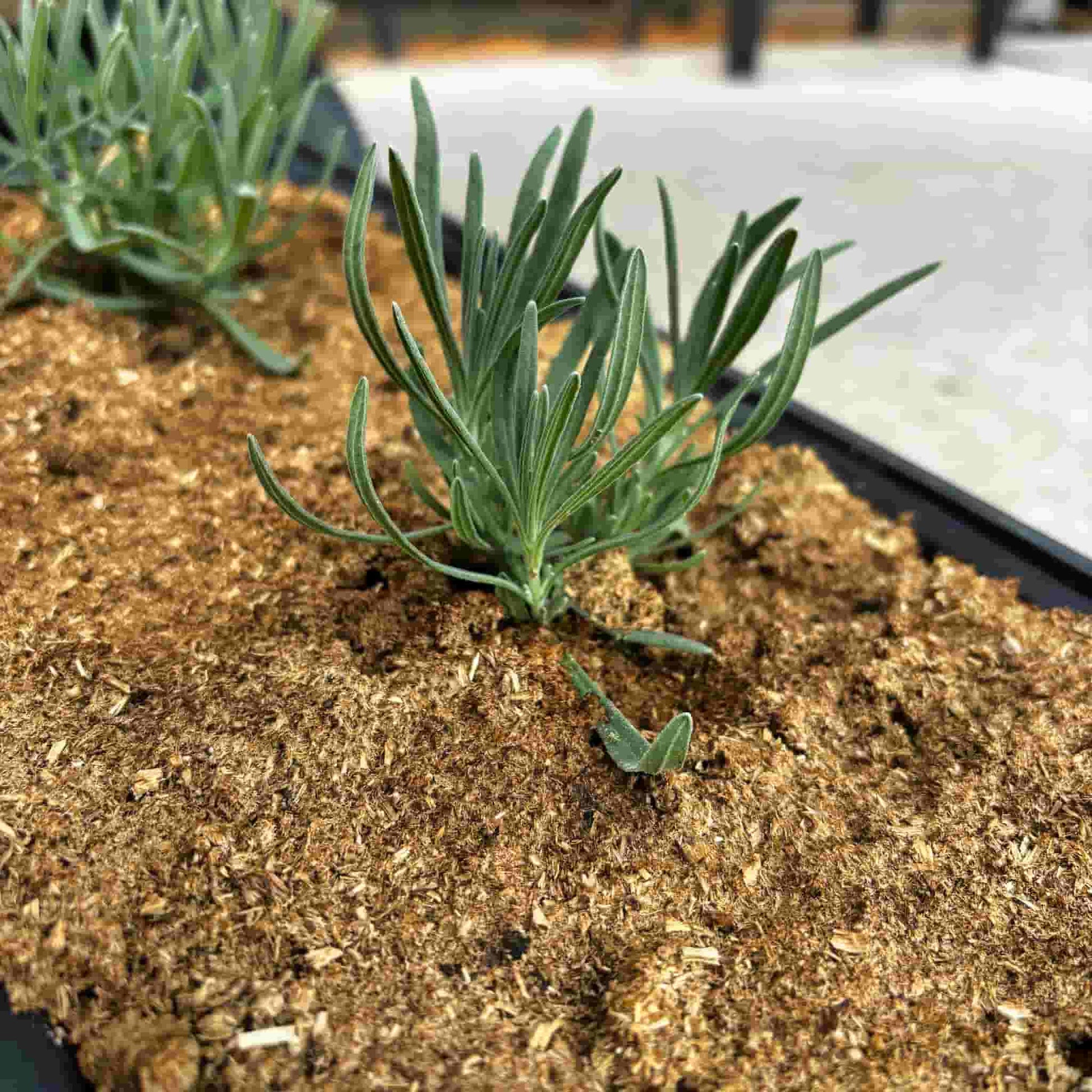 Im Hochbeet sind die Mulchpellets perfekt geeignet