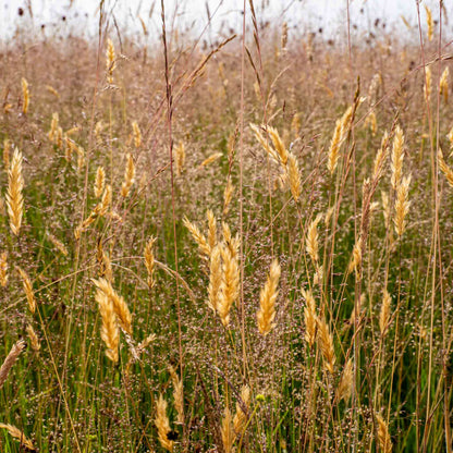 Kräuterheu-Pellets von Wiesengut – Naturprodukt aus regionalem Kräuterheu für Kleintiere