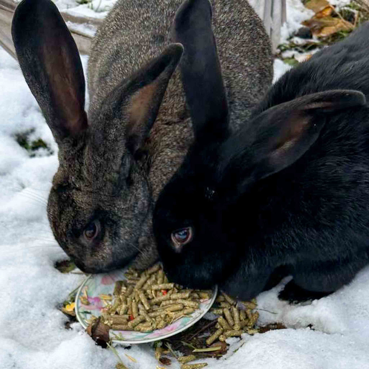 Kaninchen frisst Kräuterheu-Pellets von Wiesengut