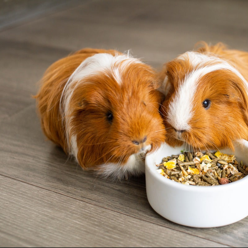 Meerschweinchen mit Futter