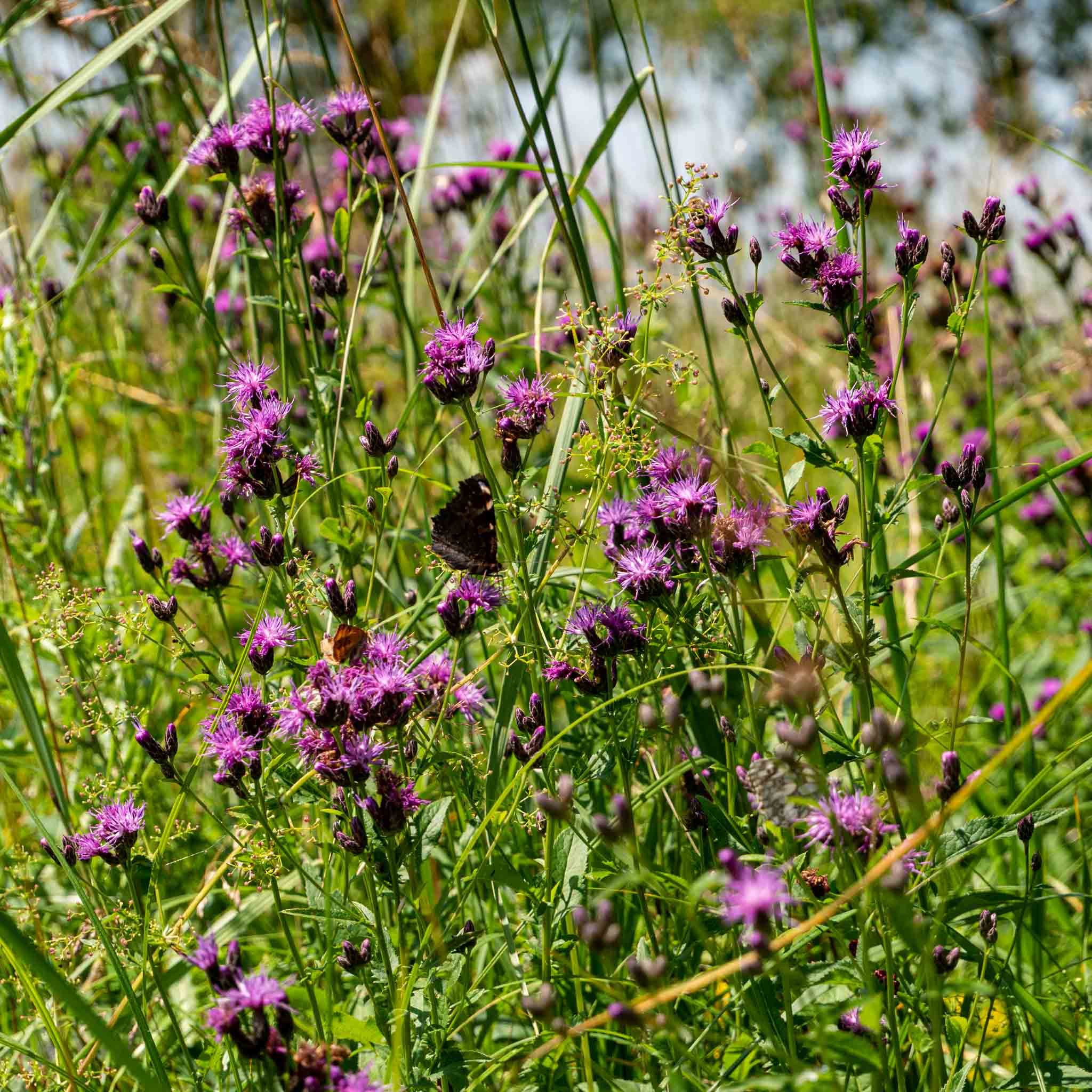 Das Heu stammt direkt von den Heuwiesen